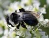 Andrena cineraria